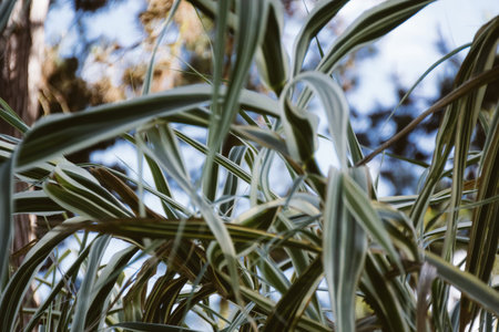 grass in forest white green colorcast