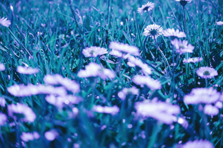 macro shot of daisies chamomile on blue abstract fieldの写真素材