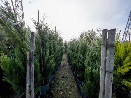 Farm with multiple western thuja emerald green hedgeの写真素材