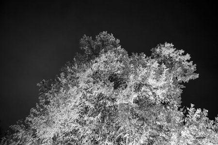 Night black and white scene of large tree covered with snow illuminated from belowの写真素材
