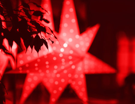 View through plant leaves of Christmas star decoration defocused bokeh