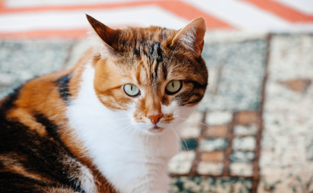 Portrait of beautiful three colour cat with green eyes
