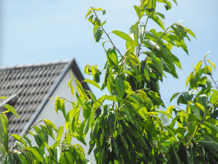 Cherry tree leaves and rooftop of a bulingin in backgroundの写真素材