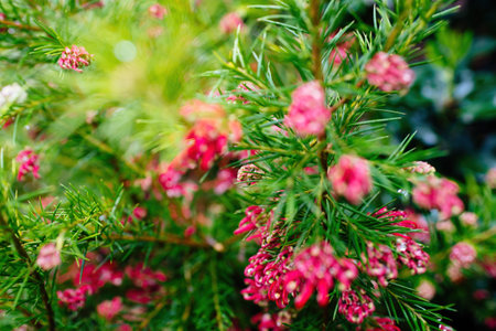 In bloom multipel spider flowers knows also like Grevilleaの写真素材