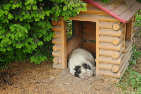 A Domestic Pig Enjoying a Sunny Day at Homeの写真素材