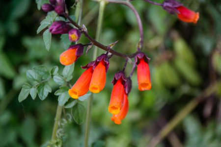 Vibrant Red Eccremocarpus Fruit Hanging in Focus.の写真素材