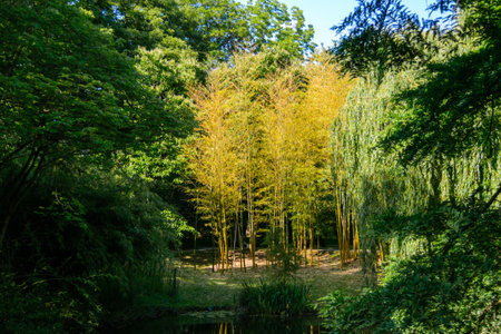 Peaceful Bamboo Forest of Growth.の写真素材