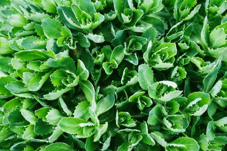 A lush green Hylotelephium telephium plant, with small vegetableの写真素材