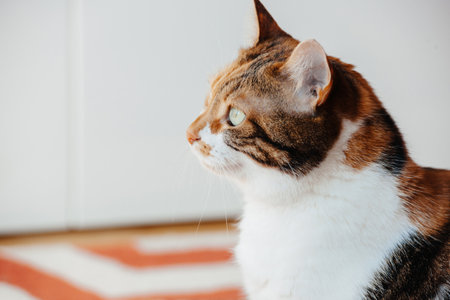 Curious Domestic Cat Reflectingの写真素材