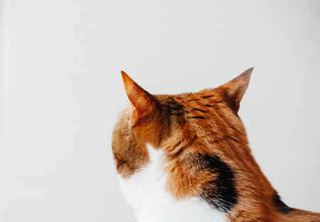 The Best of Feline Beauty: Ears Up rear veiwの写真素材