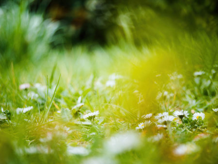 Fresh Daisy Beauty in Springの写真素材