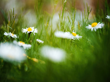 Fragrant Summer Daisy in Sunshine.の写真素材