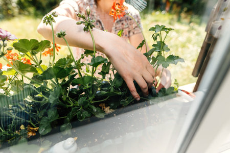 Urban gardening woman with flowering plantsの写真素材