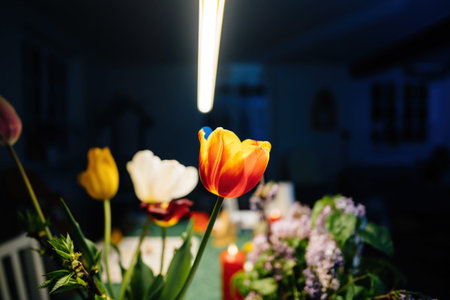 Yellow tulip flowers in luxury room
