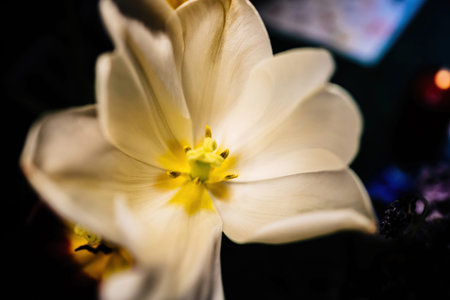 White tulip: Delicate close-up macro shotの写真素材
