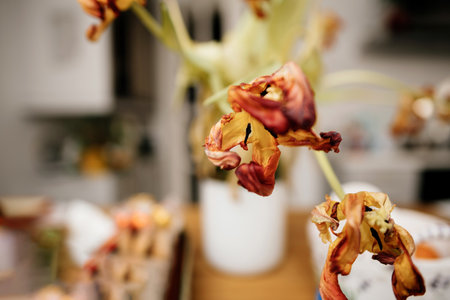 Close-Up of Dried Tulips in Vaseの写真素材