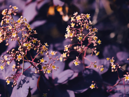 Purple-Leafed Plant With Tiny Yellow Bloomsの写真素材