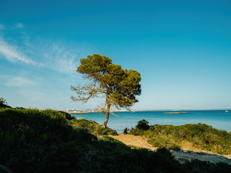 A tree stands on a hill overlooking the sea in the forest of Llucmajor, Balearic Islands, Spain.の写真素材