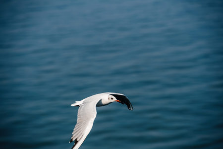 A black-headed gull Chroicocephalus ridibundus flying gracefully over a tranquil blue water body in...
