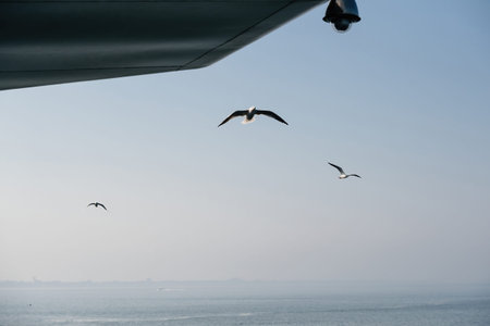 Three European herring gulls Larus argentatus soaring over the calm sea under a clear sky in the Netherlands, with a ships structure partially visible in the frameの写真素材