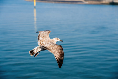 A juvenile European herring gull Larus argentatus in mid-flight over a calm, blue water surface in the Netherlands, capturing the elegance and freedom of the bird.の写真素材