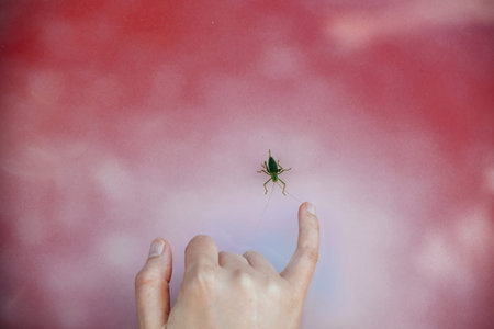 A hand gently reaches towards a small green insect Tettigonia viridissima on a pink background,...