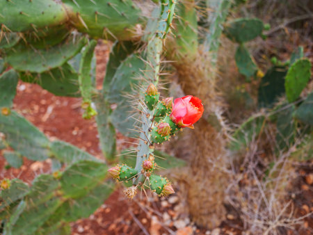 Close-up of a prickly pear cactus with a vibrant red flower bloom and multiple buds, surrounded by green spiny pads, set against a dry, rocky background.の写真素材