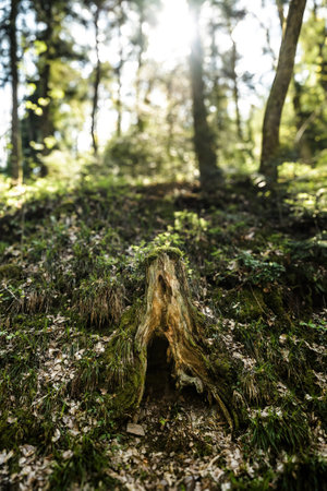 A decayed tree stump sits in a sunlit forest, surrounded by dense greenery and fallen leaves, creating a natural scene that emphasizes the cycle of life in the woods.の写真素材