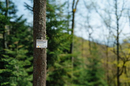 A tree in a forest with a Ribeauville trail sign attached, directing hikers along the path through the lush green woodland, emphasizing outdoor exploration and natureの写真素材