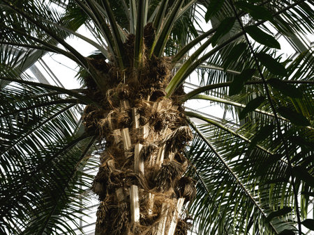 The trunk of a palm tree with rough, textured bark and long, arching green fronds reaches upward,...