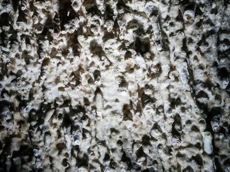 A detailed close-up image of a rough, textured rock surface showcasing natural formations and irregularities, highlighting geological patterns and the rugged beauty of stoneの写真素材
