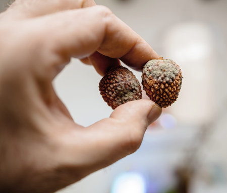 Hand holding two lychee fruits with visible mold, showcasing decay and the importance of proper...