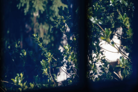 A serene view of lush green foliage with sunlight filtering through, seen from behind a window, creating a peaceful and natural atmosphereの写真素材
