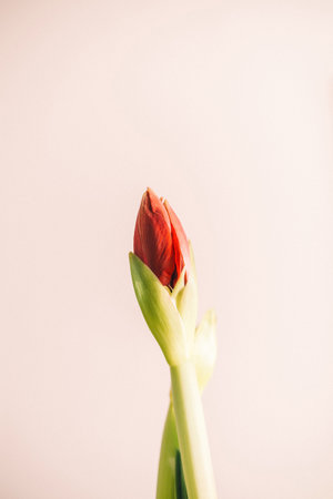 A single red flower sits gracefully against a soft pink background, showcasing its vibrant colorの写真素材