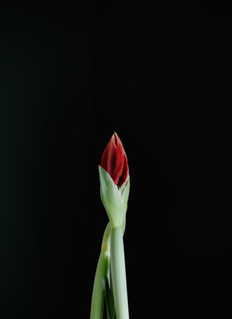 Capture the striking beauty of a single red amaryllis flower showcased in a modern black vase in this captivating floral photography print.の写真素材