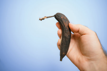 A dried banana held against a blue backdrop, symbolizing fresh and exotic snacksの写真素材