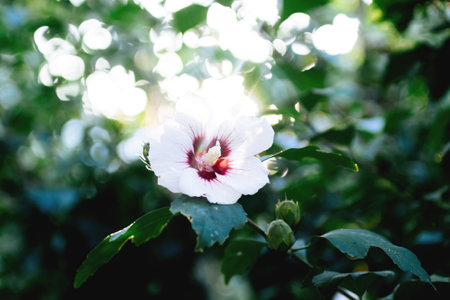 A hibiscus flower in full bloom is captured in a defocused blur, enhanced by an ethereal lens flare, creating a dreamy and poetic visual landscape.の写真素材