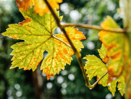 Autumn's beauty shines in this close-up of a vibrant yellow vine leaf, symbolizing growth and change...