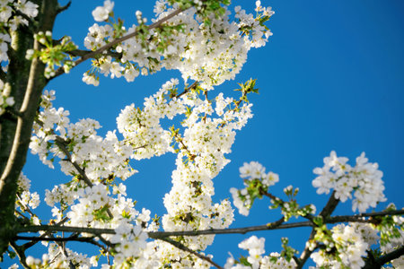 Cherry blossoms in full bloom with delicate white flowers on branches, set against a vibrant blue...