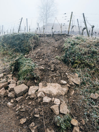 A small landslide exposing soil and rocks in a frosty vineyard, with bare vines and a lone tree in the misty background, emphasizing a rural setting.の写真素材