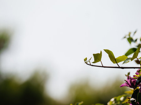 A slender vine with tender green leaves stretches gracefully toward the sky, bathed in soft light, against a blurred background of foliage and muted tones.の写真素材