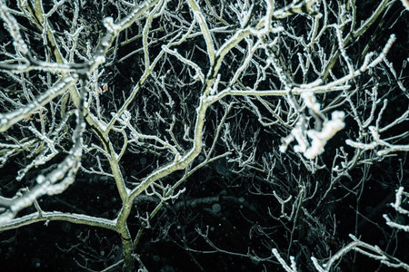 Intricate network of branches coated with frost against the dark night sky, highlighted by a flash, creating a stark and beautiful contrast.の写真素材