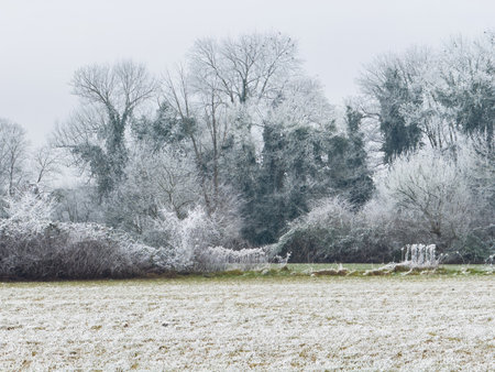 Frost-covered winter landscape with icy trees and bushes at the forest edge, showing a contrast between the green grass field and the white frozen foliage in a cold atmosphere.の写真素材