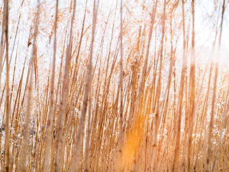 Golden reeds sway gently in the breeze, a dense and mesmerizing forest of thin stalks bathed in soft sunlight.の写真素材