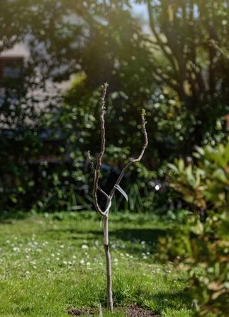 Newly planted fig tree showing early green buds in a sunlit garden during spring surrounded by fresh grass and blurred leafy background suggesting seasonal renewalの写真素材