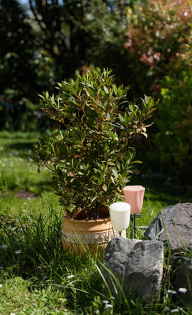 A potted laurel tree stands in the garden under bright sunlight next to decorative rocks and two solar lights shaped like tulips amid tall grass and scattered daisiesの写真素材