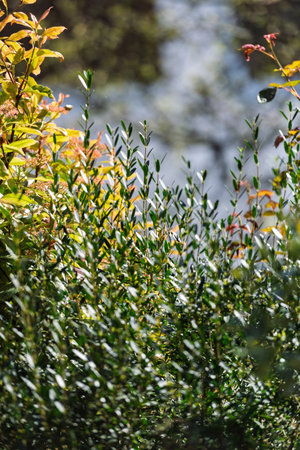 Bright green and reddish leaves of various garden shrubs are illuminated by soft sunlight with a blurred background of trees adding depth and atmosphere to the foliage sceneの写真素材