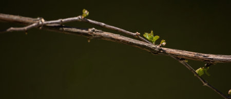Closeup of a vine branch with tiny green leaves sprouting under warm sunlight against a dark blurred background capturing the subtle renewal of springの写真素材
