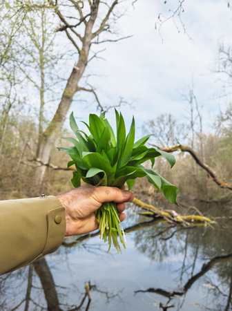 A hand holding a freshly foraged bunch of wild garlic leaves known as Allium ursinum in front of a reflective forest pond with bare trees and spring foliageの写真素材