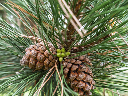 A cluster of mature brown pine cones surrounded by dense green needles sits on a conifer branch, with tiny green conelets beginning to emerge at the centerの写真素材